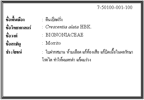 กล่องข้อความ: 7-50100-001-100 ชื่อพื้นเมือง : ตีนเป็ดฝรั่ง ชื่อวิทยาศาสตร์ : Crescentia alata HBK. ชื่อวงศ์ : BIGNONIACEAE ชื่อสามัญ : Morrito ประโยชน์ : ใบฝากสมาน ห้ามเลือด แก้ท้องเสีย แก้บิดเนื้อในผลรักษาโรคไต ทำให้ผมดกดำ แก้ผมร่วง